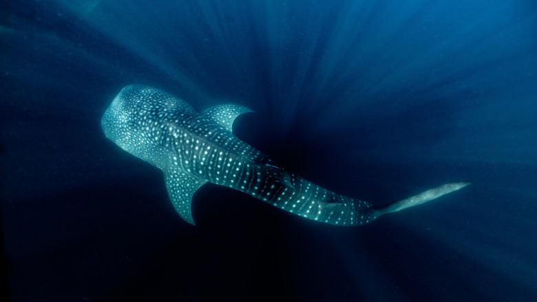 Top shot of whale shark in Komodo, Indonesia