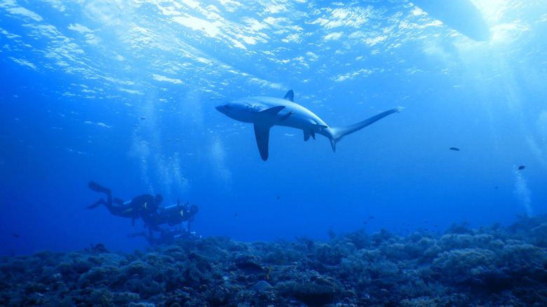 Divers near thresher shark in Malapascua
