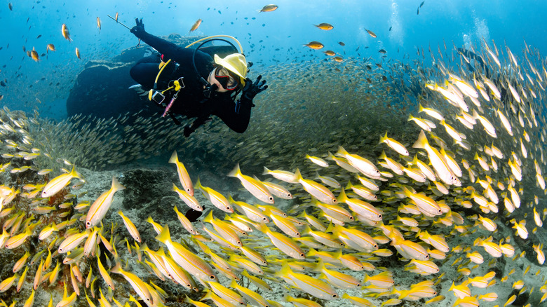 Diver swimming through school of yellow fish