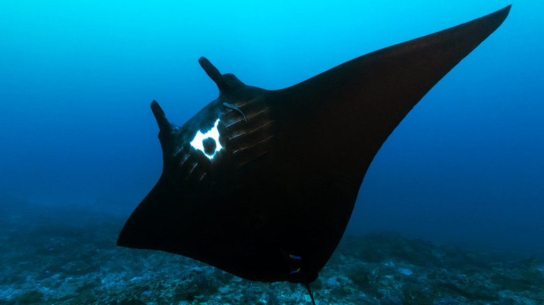 Giant manta ray in Nusa Penida, Indonesia
