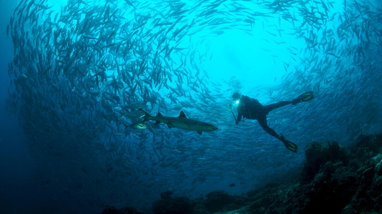 Diver near a shark and swirling school of fish in Sipadan