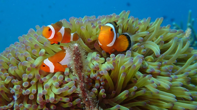 Clownfish and sea anemone in Tioman Island