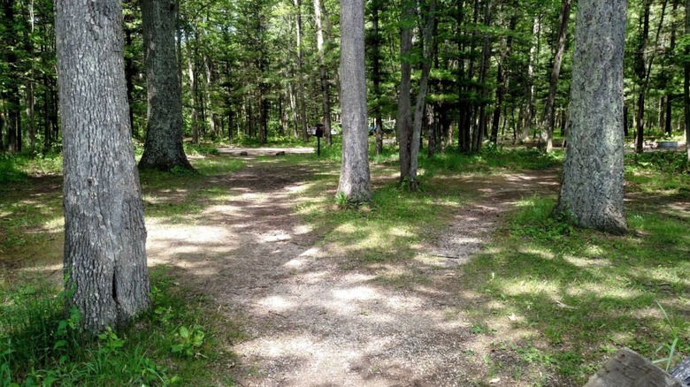 A dirt path splits between trees at Tippy Dam Recreation Area.