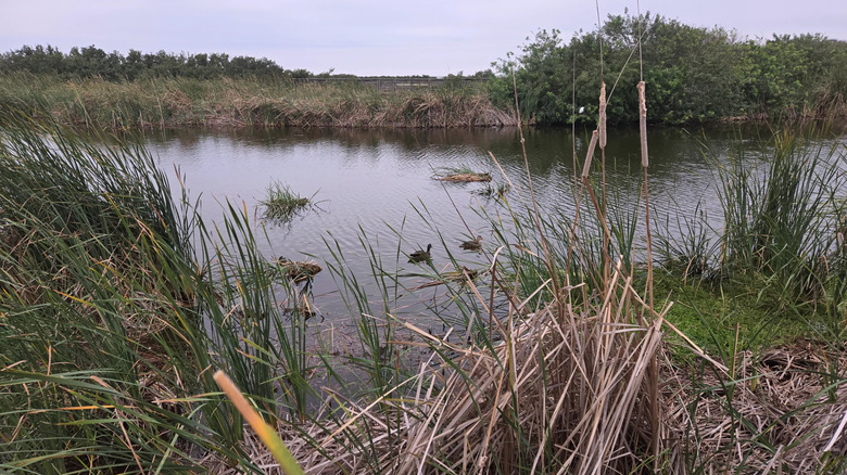 A view of ducks along the trail