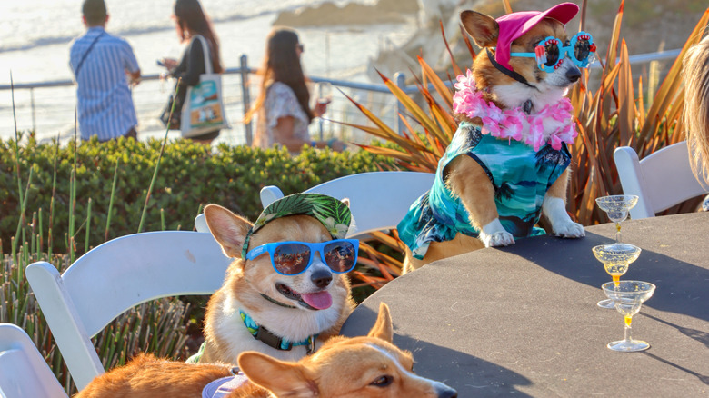 Corgis in Pismo Beach, California
