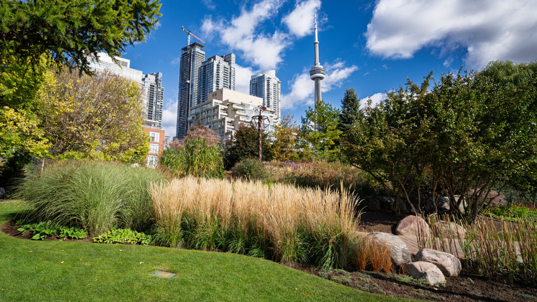 Greenery, ornamental grass, trees, and modern buildings with blue sky in the background