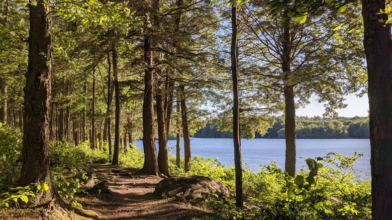 Trees standing along a blue lake at Burr Pond State Park in Torrington, Connecticut
