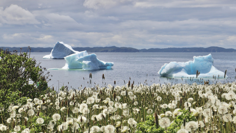 Flowers line the shore of Newfoundland overlooking several icebergs floating down Iceberg Alley