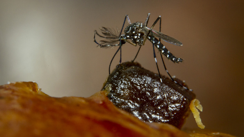 Close-up of an Aedes agypti mosquito on a raisin