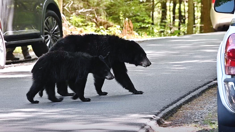 Two black bears crossing a road between cars