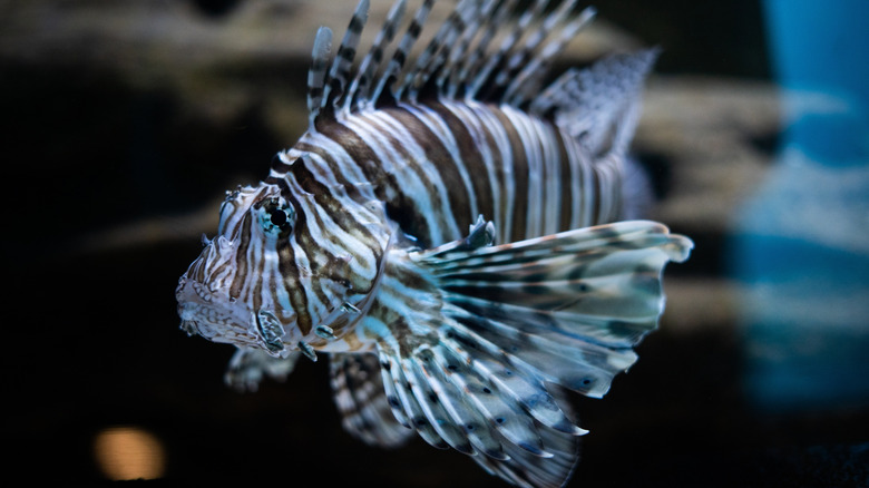 A vivid striped lionfish underwater