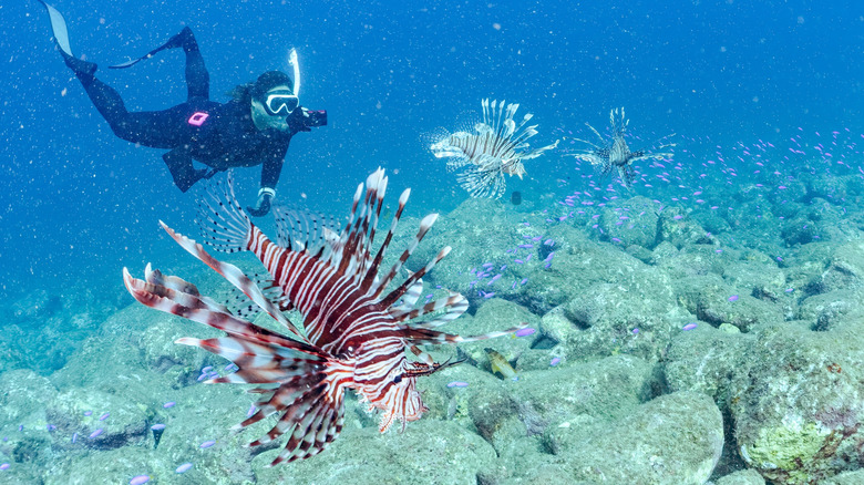 A diver and several lionfish underwater