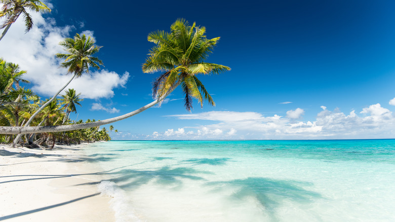 palm trees on PK9 beach in Fakarava