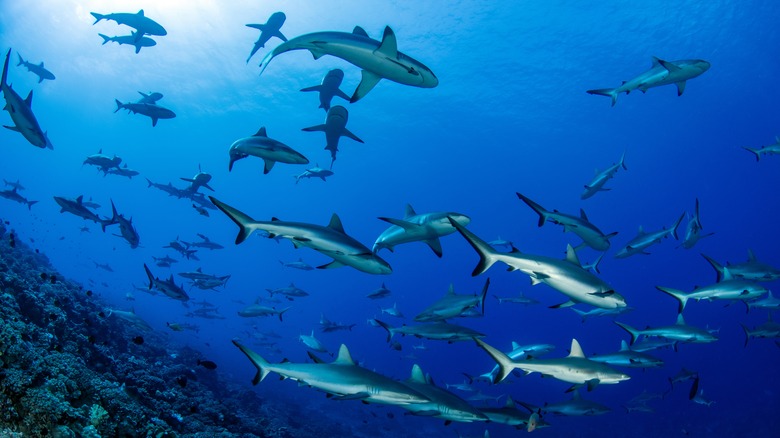 gray sharks in Fakarava