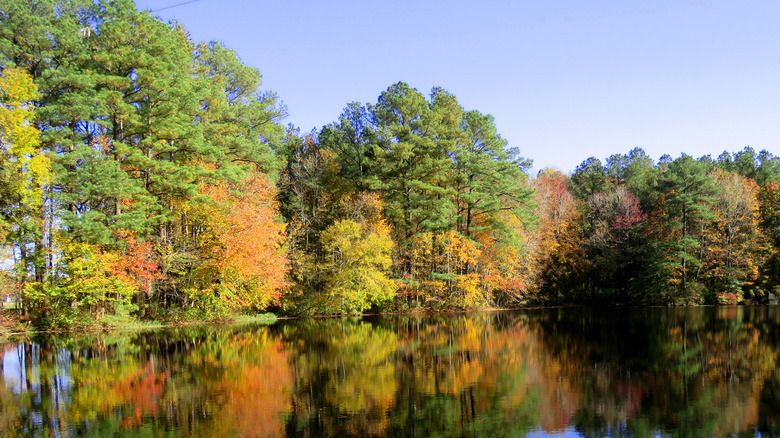 Trees on the water at Trap Pond State Park in Delaware