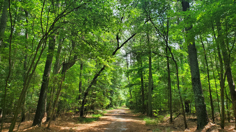 a scenic path shaded by towering trees at Trap Pond State Park in Delaware