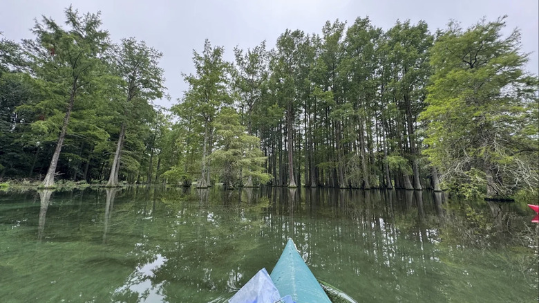 a kayaker paddling through bald cypresses of Trap Pond, Delaware