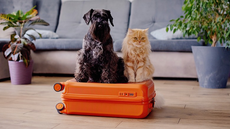 Cat and dog sitting on suitcase 