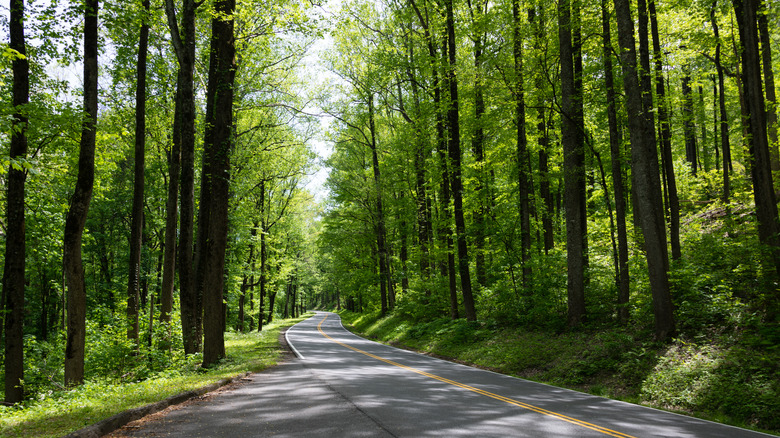 View of Newfound Gap Road in Great Smoky Mountains