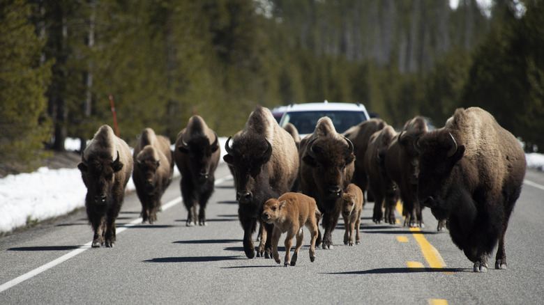 Bison traveling through Yellowstone National Park