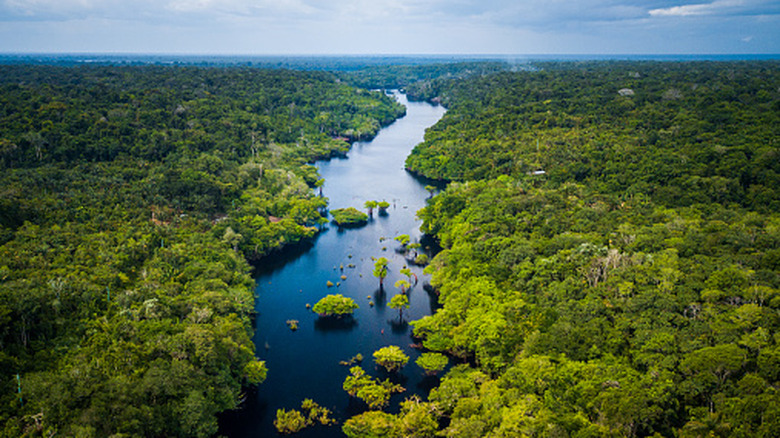 Amazon river snakes its way through lush green rainforests, aerial view