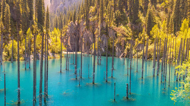 Dead tree trunks sticking out of the surface of an aquamarine lake, surrounded by trees