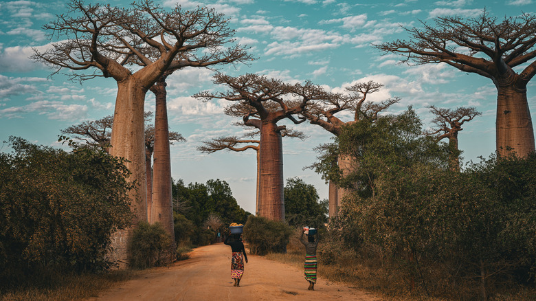 Baoabab trees line a dirt path, two women in traditional clothing walking, scattered clouds