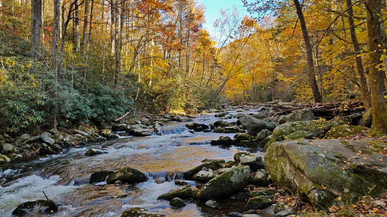 Scenic views at Elkmont Campground in Great Smoky Mountains National Park
