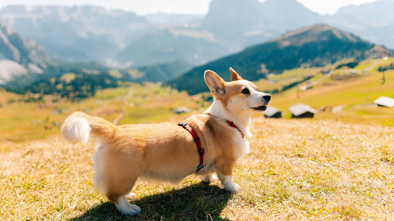Corgi posing in front of the Italy's Dolomite mountains