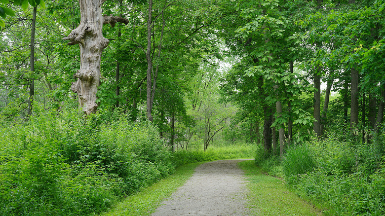 A hiking path through Humbug Marsh in Trenton, Michigan
