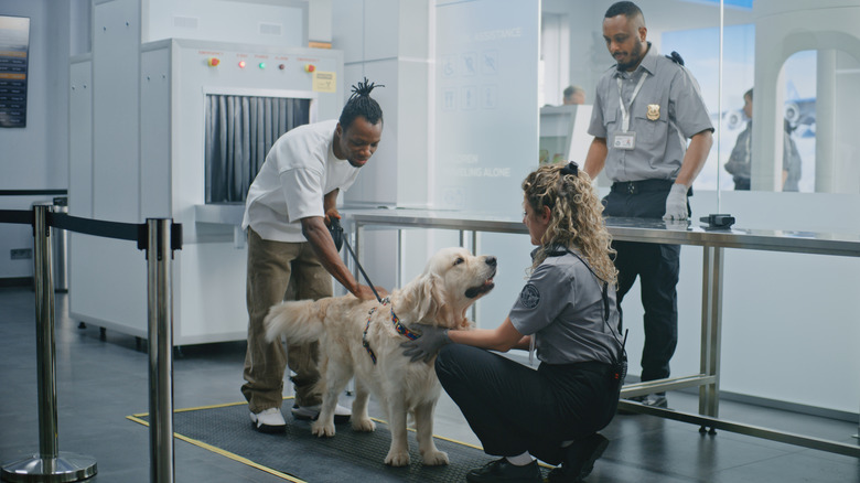An African-American male passenger walks his dog through a TSA security checkpoint while a female TSA agent inspects the dog's harness and a male TSA agent looks on