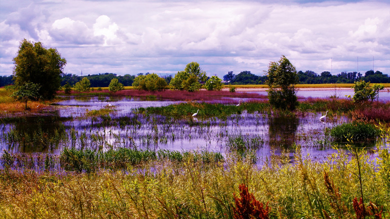 Birds on a pond in Portage Des Sioux