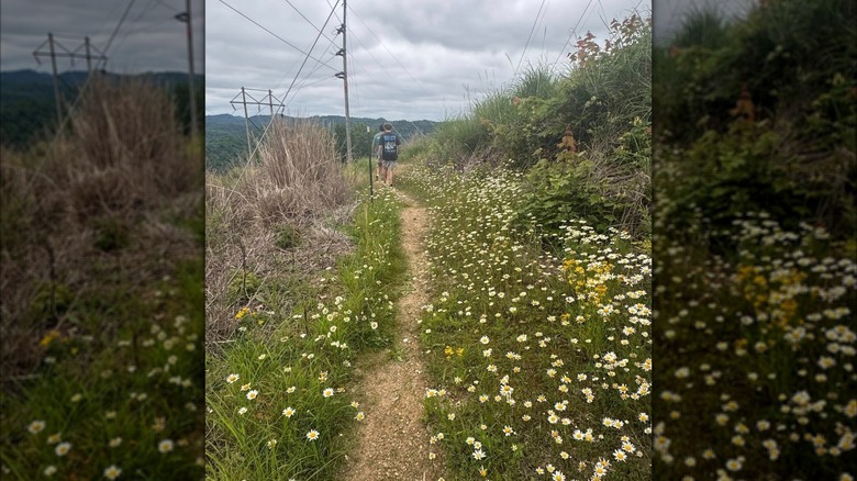 Dirt path and flowers, Bob Amos Park
