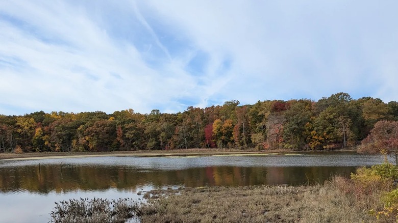 View of the fall foliage from Smallwood State Park