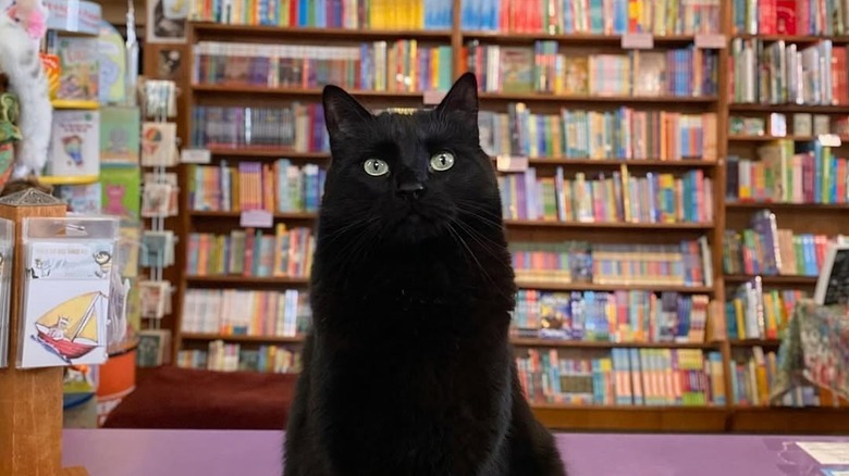Black cat in bookshop
