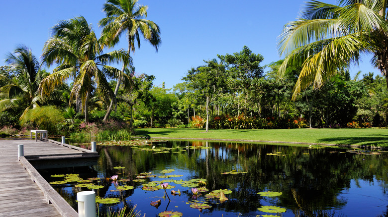 Water lilies and palm trees at Naples Botanical Garden in Florida