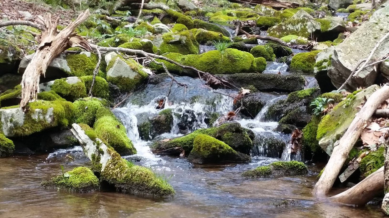 A small waterfall surrounded by mossy rocks and branches in Buchanan State Forest.
