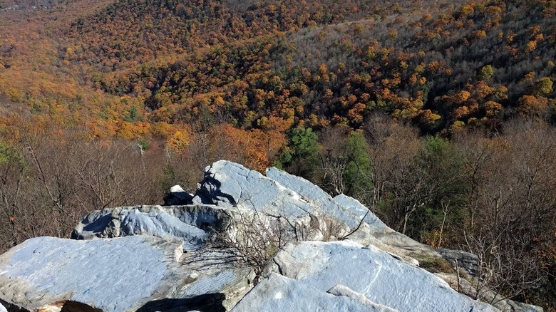 A lookout overlooking fall foliage in Buchanan State Forest.