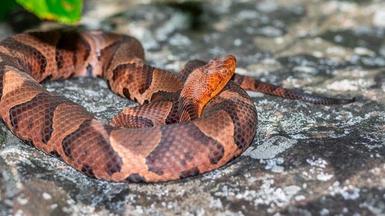 Eastern Copperhead sunning on a rock