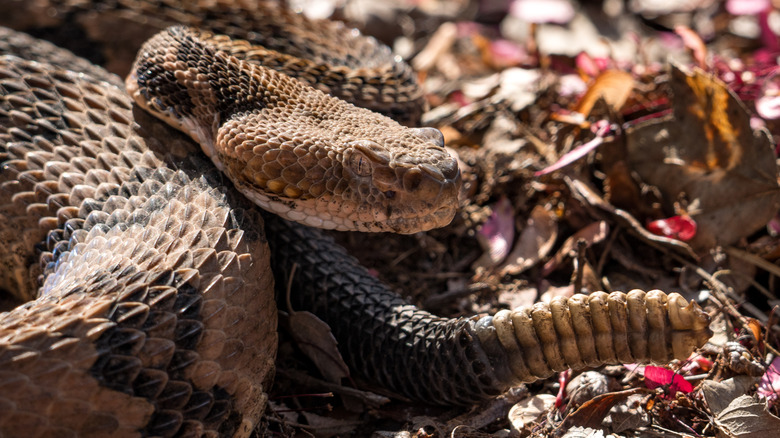 timber rattlesnake in leaves