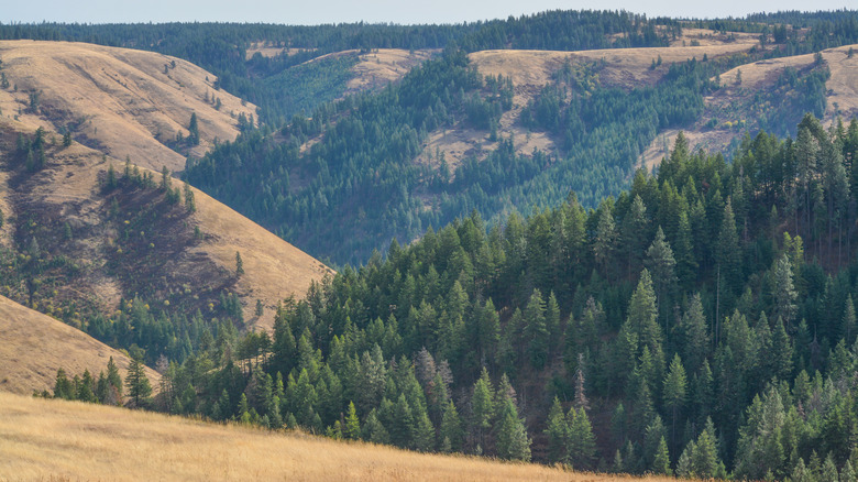 Mountains with trees and grass, Blue Mountains Oregon