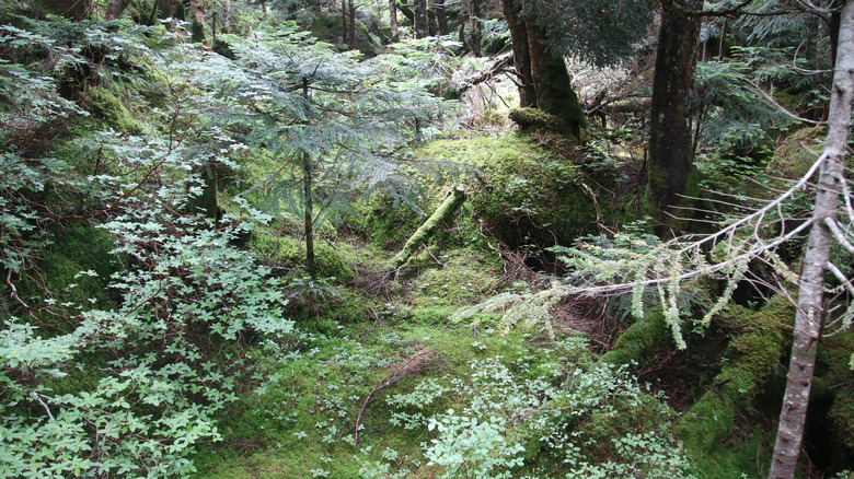 Beautiful forest along the trail of Mount Kita