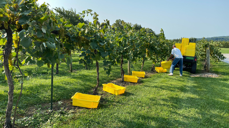A man harvests grapes on a sunny day on a vineyard in Ohio