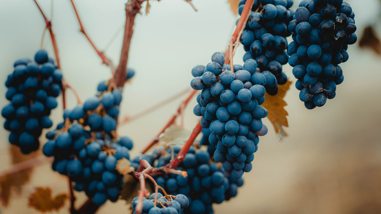 Blue-colored grapes grow in bunches on a vine