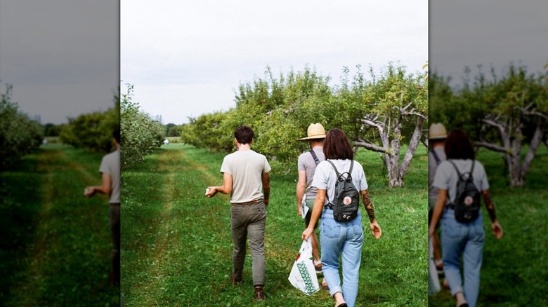Three friends walking the rows of apple trees at the Wasem Fruit Farm