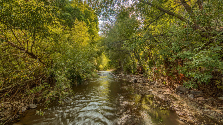 Lush trees over stream in Aravaipa Canyon Wilderness