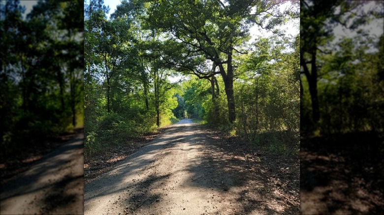A trail in Pee Dee National Wildlife Refuge