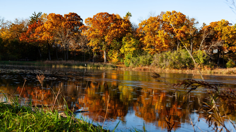 River with orange-leaf trees in autumn