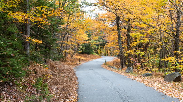 The auto scenic road up Mount Kearsarge during fall foliage in Rollins State Park, New Hampshire