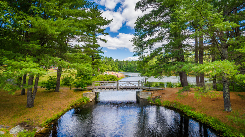 Bridge and pine trees at Bear Brook State Park, New Hampshire.